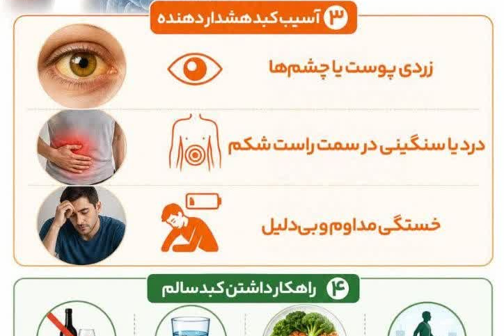 کبد محافظ خاموش بدن 