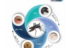 چرخه تکثیر پشه آئدس