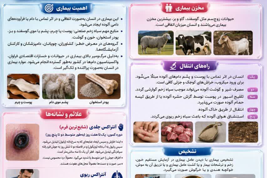  آشنایی با بیماری سیاه زخم (آنتراکس)