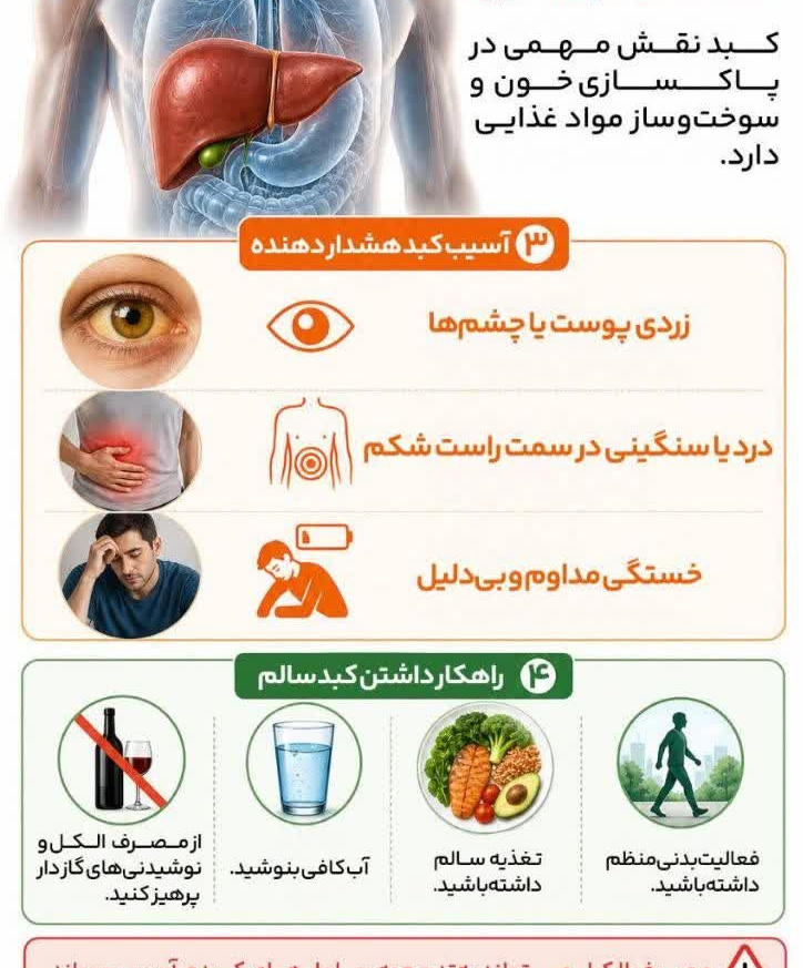 کبد محافظ خاموش بدن 