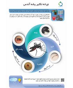 چرخه تکثیر پشه آئدس