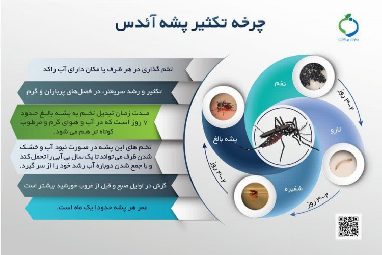 چرخه تکثیر پشه آئدس و مهمترین ویژگی های این پشه را بهتر بشناسیم